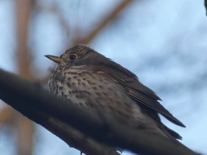 Дрозд птица