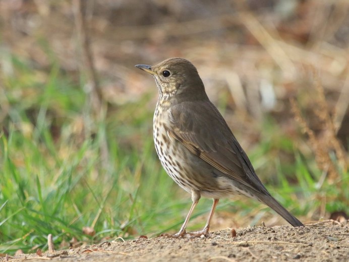 Дрозд деряба