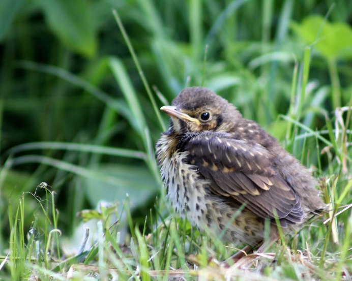 Слеток певчего дрозда