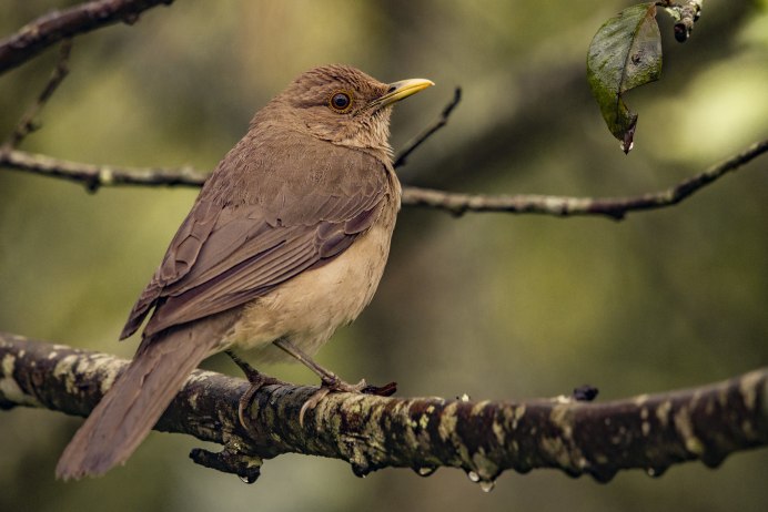 Turdus migratorius птица