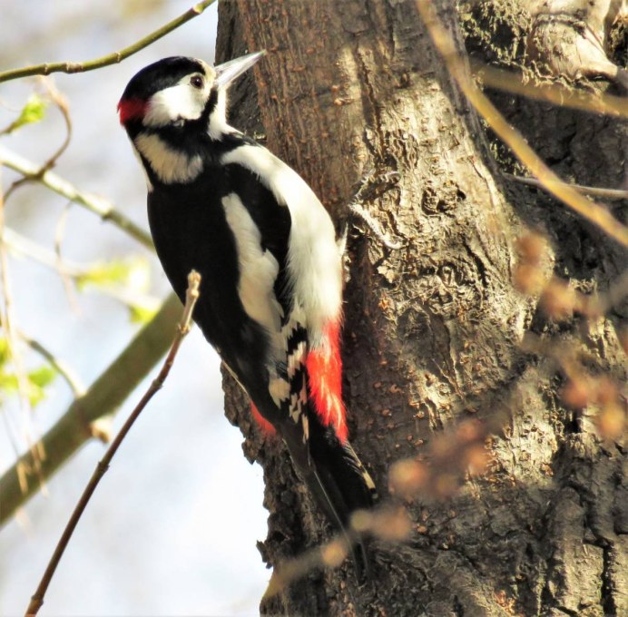 Белокрылый Королевский дятел