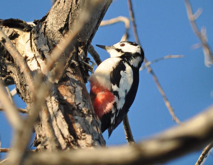 Белокрылый дятел