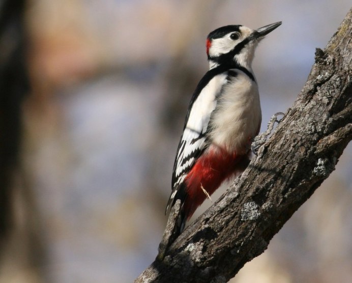 Хохлатый Красношапочный дятел