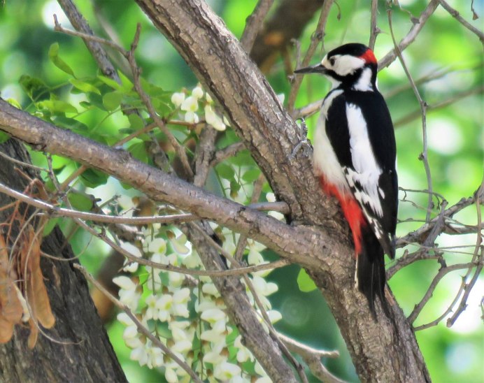 Тонкулдак фото