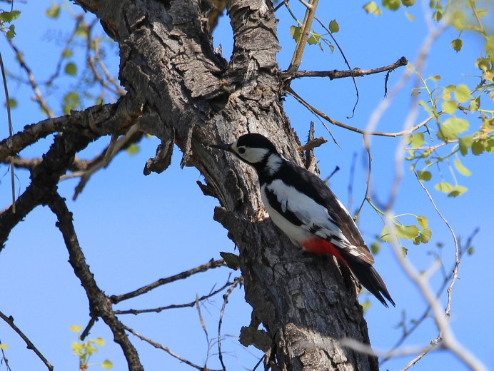 Грудка сверху дятла