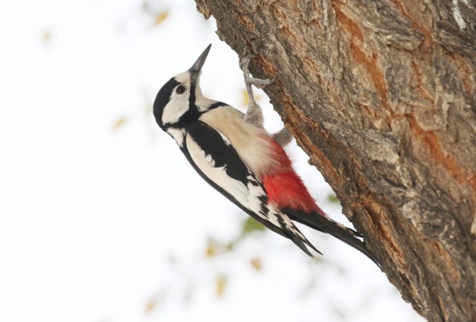Белокрылый дятел