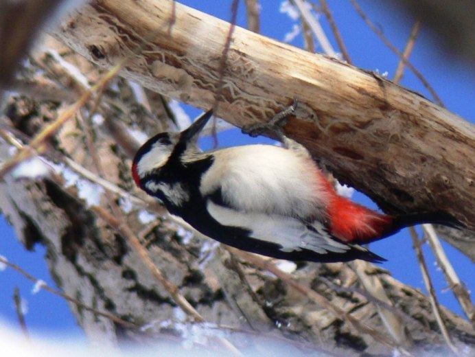 Покажи на картинках птицу белокрылый дятел