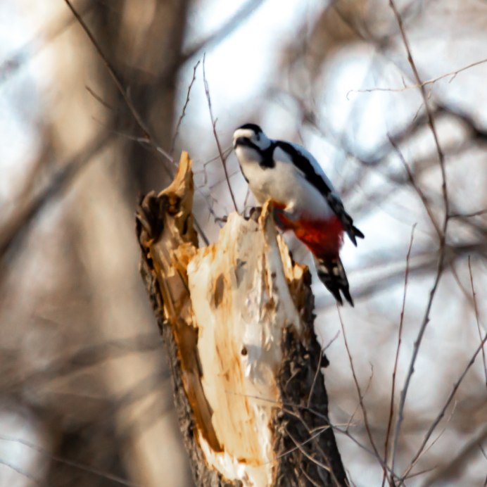 Среди веток