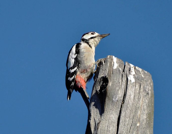 Дятел Википедия