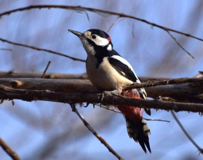 Белокрылый дятел