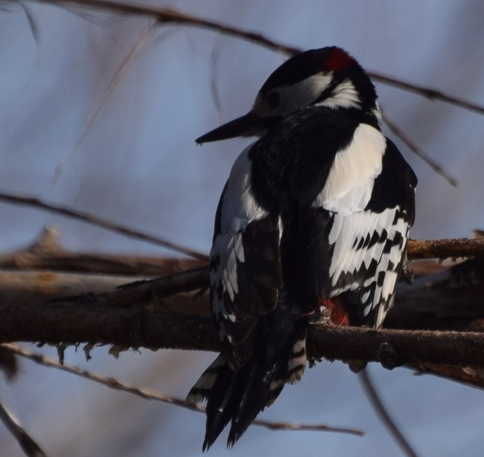 Белокрылый дятел