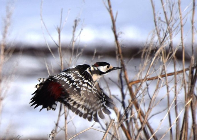 Белокрылый скальный болтун