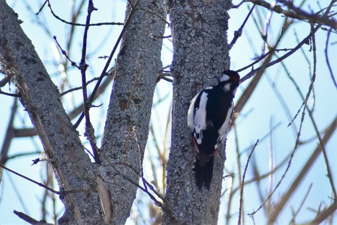 Синий дятел