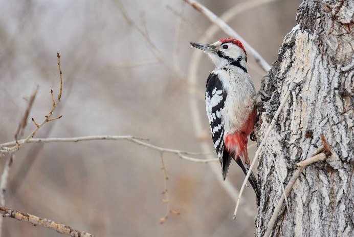 Большой пёстрый дятел Dendrocopos Major