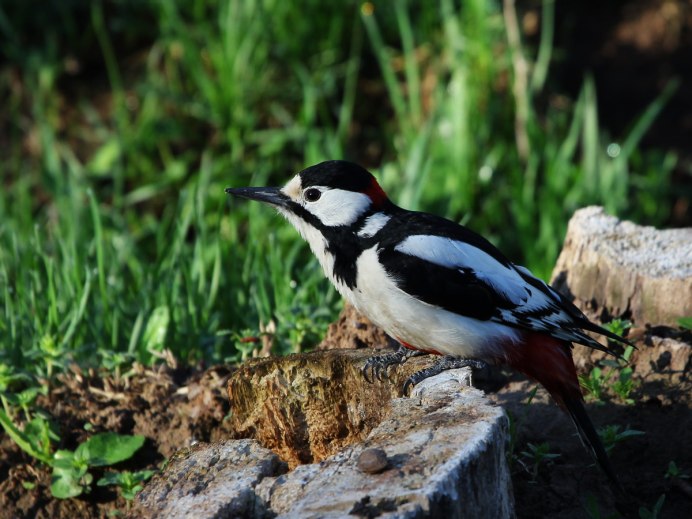 Белокрылый Королевский дятел