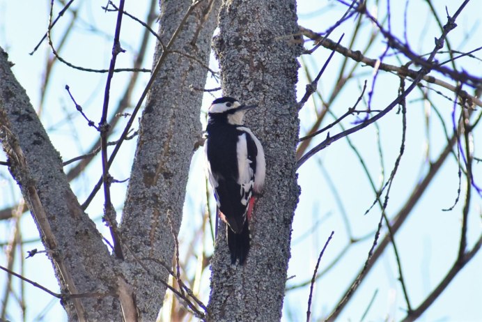 Тонкулдак куш