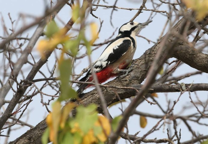 Белокрылый дятел / aккaнaттуу тонкулдaк / White-Winged Woodpecker