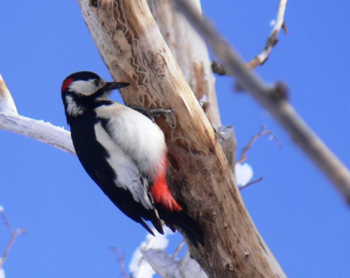 Большой пестрый дятел в Калуге