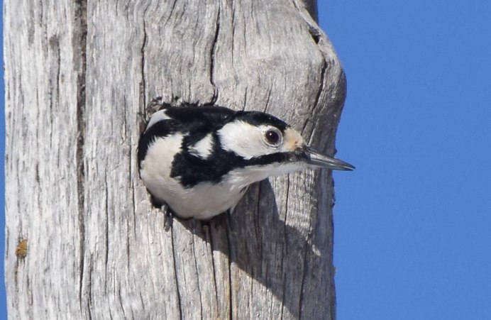 Ноябрь рябина дятел