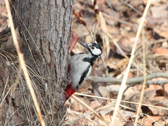 Тонкулдак фото