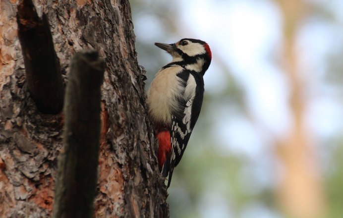 Большой пёстрый дятел Dendrocopos Major