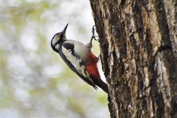 Белокрылый дятел