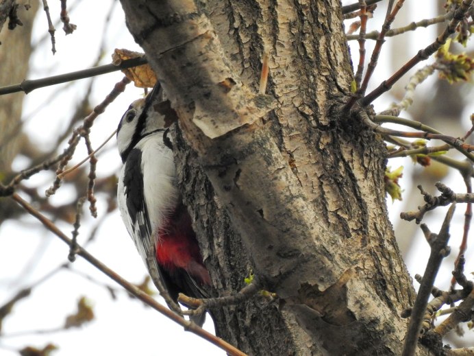 Белокрылый дятел Мем