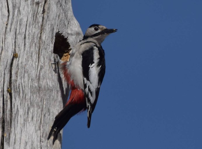Виды Дятлов в Кыргызстане фотографии