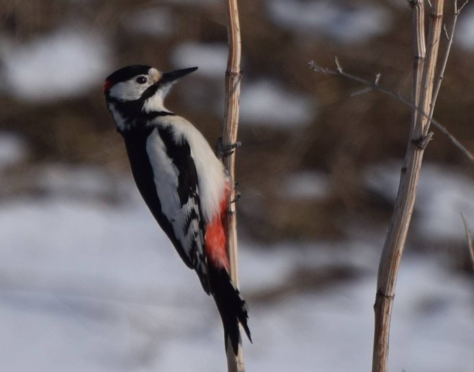 Белокрылый дятел и большой пестрый