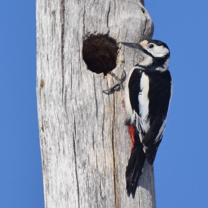 Дятел какает