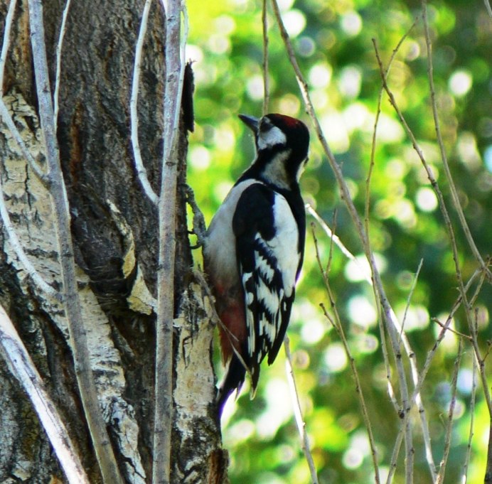 Тонкулдак видео