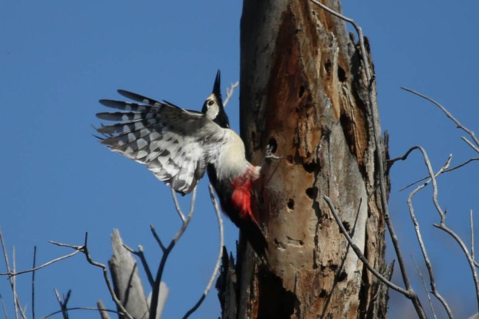 Желтошапочный дятел