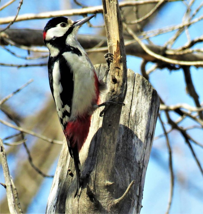 Белокрылый дятел