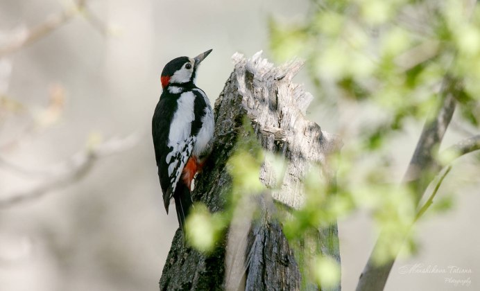 Ноябрь рябина дятел