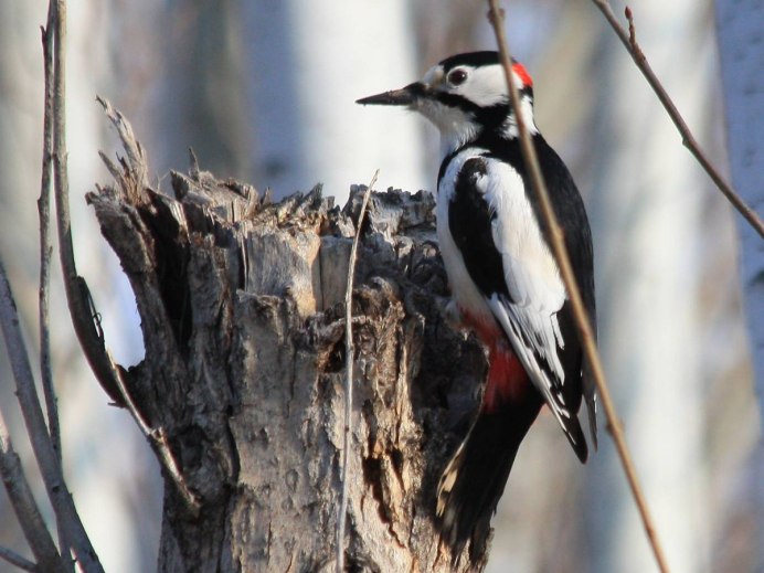 Узбекистан дятел