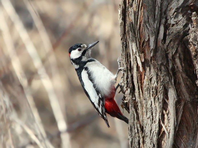 Усатый дятел