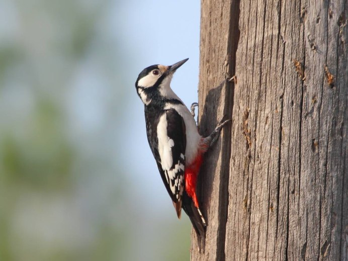 Белокрылый дятел