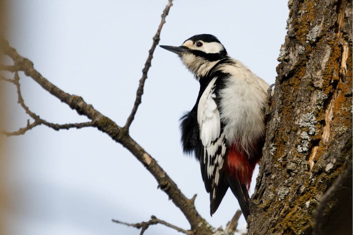 Белокрылый дятел