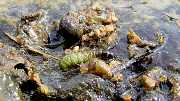 Личинки ручейника в воде