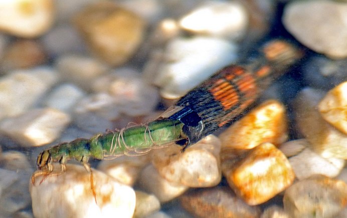 Ручейники (Trichoptera)
