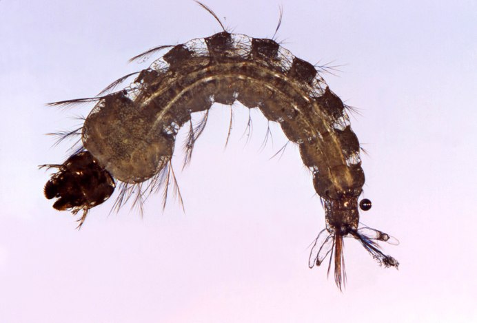 Ручейник Rhyacophila
