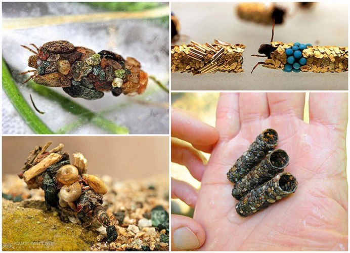 Нимфа Caddis Larva