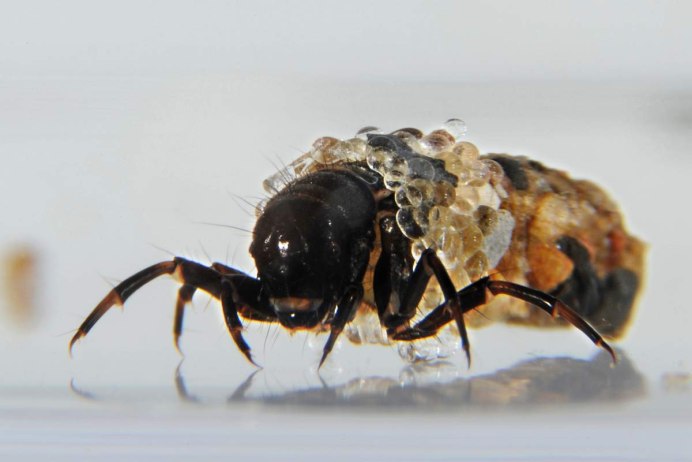 Мушка Caddis Larva