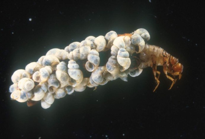 Нимфа Caddis Larva