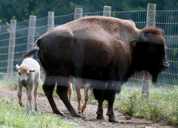 Буйвол мацун