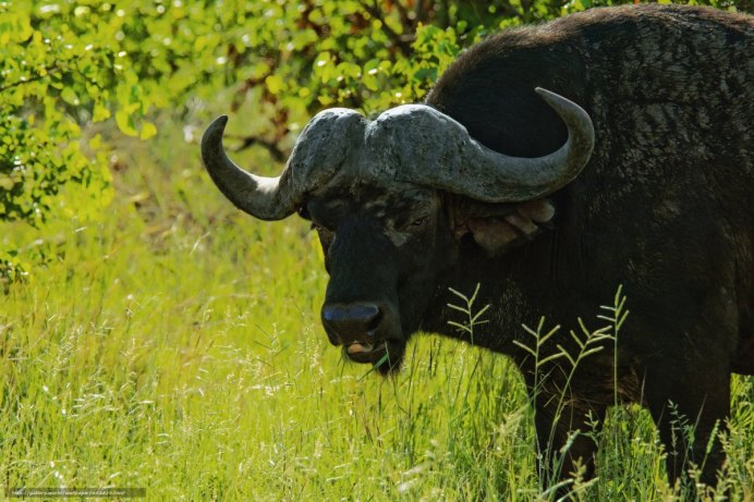 БФК белый буйвол