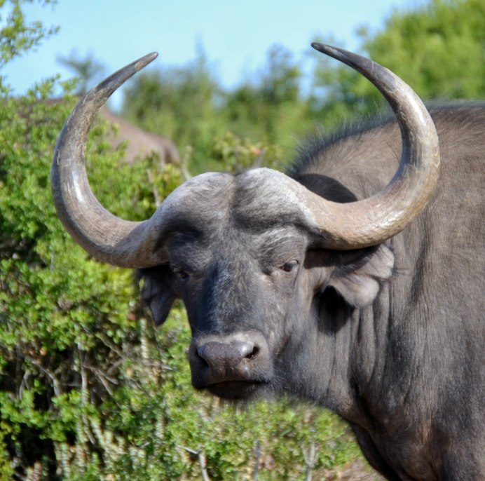 ЗУБР альбинос