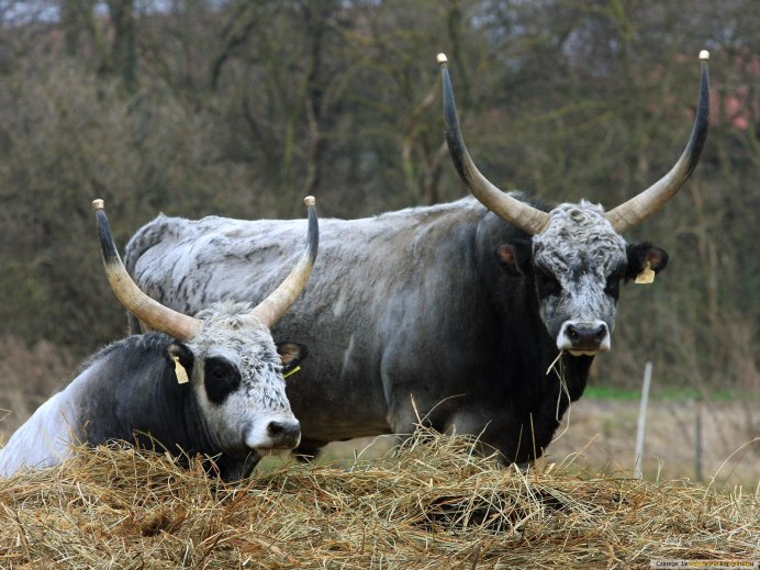 ЗУБР альбинос