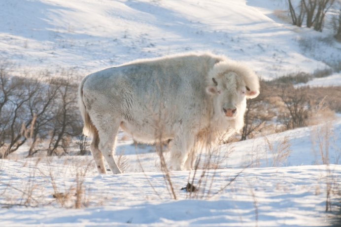 Бизон альбинос