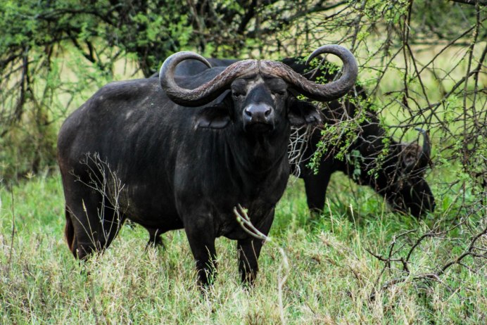 Ник Брандт фотограф